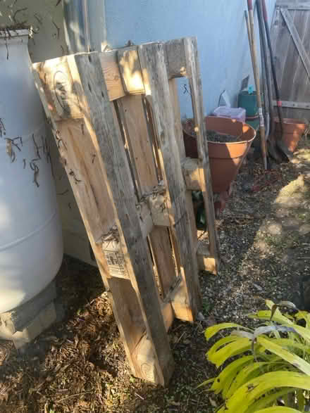 Photo of free Wood pallet (Lower west side) #1