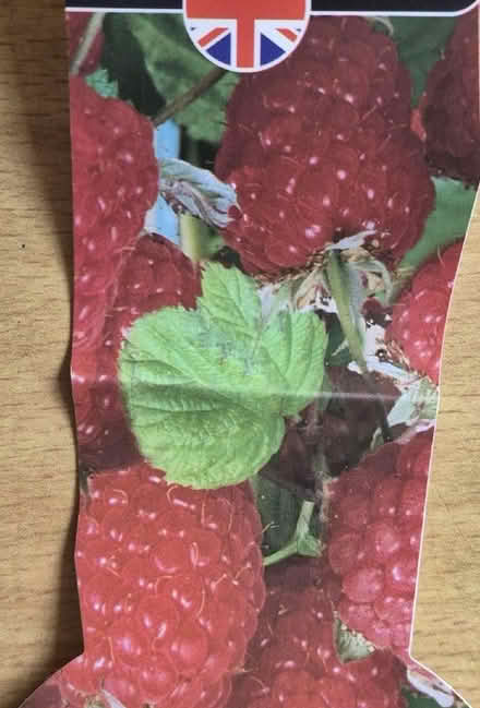 Photo of free Raspberry bushes (Norcot RG30) #3