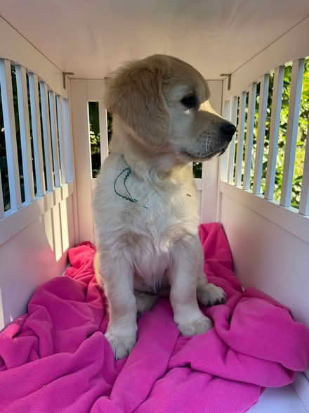 Photo of free white wooden dog crates (Acton) #2