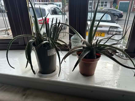 Photo of free 2 Aloe Vera Plants (Brownhills, WS8) #1