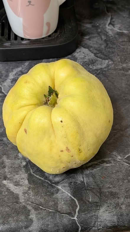 Photo of free Quince fruit (Cuesta Park neighborhood) #1