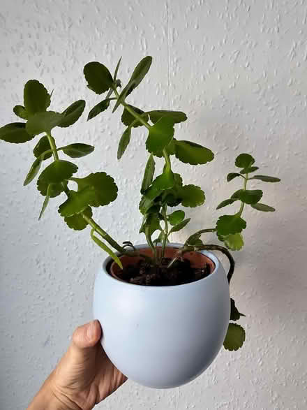 Photo of free Plant with pot (BA2) #1