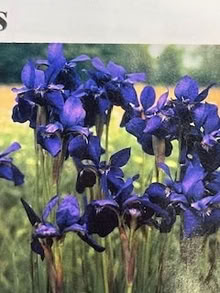 Photo of free Siberian Iris tubers (near east side) #1