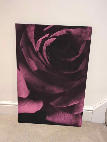Photo of free Purple Rose Canvas Art Print (Finchampstead, RG40) #1
