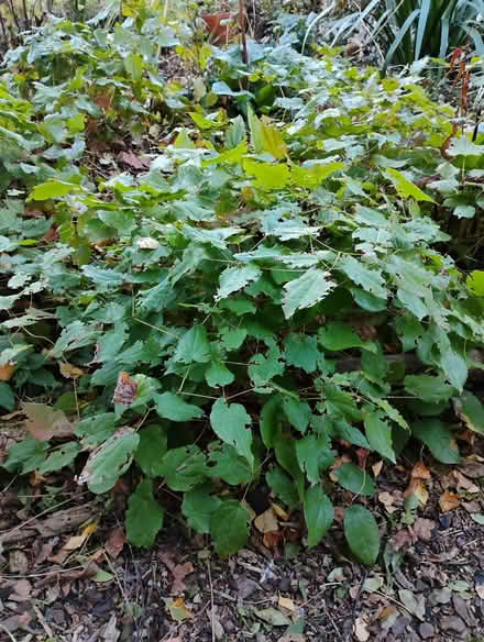 Photo of free Epimedium plants (Seafield EH7) #2