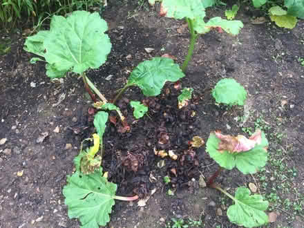Photo of free Rhubarb crown (Coombe Dingle BS9) #1