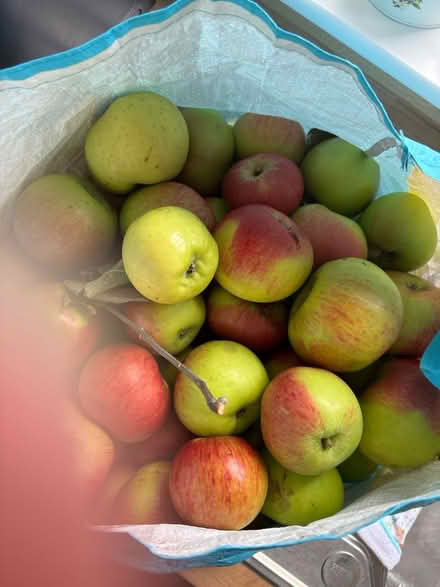 Photo of free Cooking apples (Stroud) #1