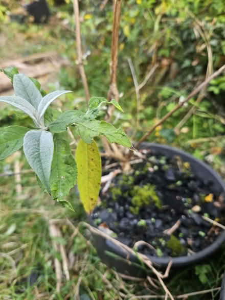 Photo of free Budleia (SY11) #3