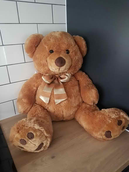 Photo of free Teddy bear (sm6 8by) #2