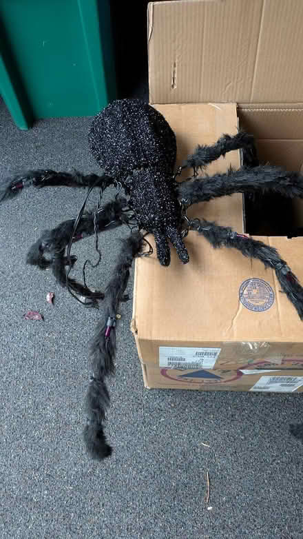 Photo of free Halloween spider (Hayward Downtown) #1