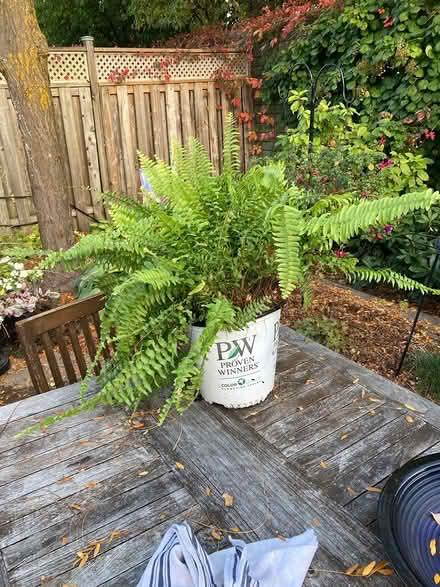 Photo of free Boston Fern (Hunt Club/Airport Parkway) #2