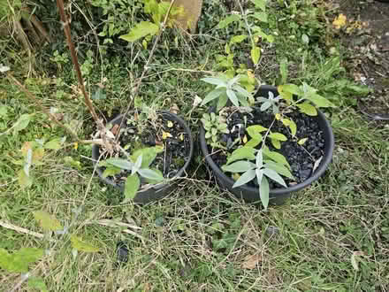 Photo of free Budleia (SY11) #1