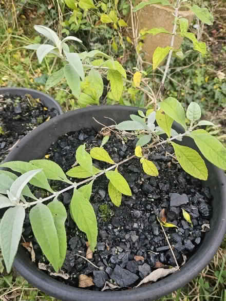 Photo of free Budleia (SY11) #2