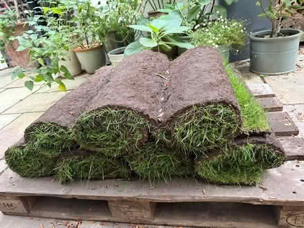 Photo of free 7 rolls lawn turf (Clapham) #2