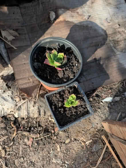 Photo of free Tomatillo and succulents (downtown sunnyvale) #2