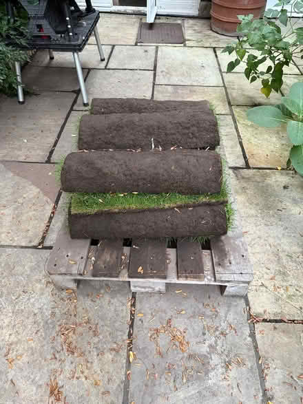 Photo of free 7 rolls lawn turf (Clapham) #1