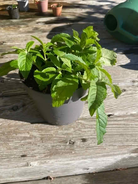 Photo of free Buddliea sapling (Merchiston EH10) #1