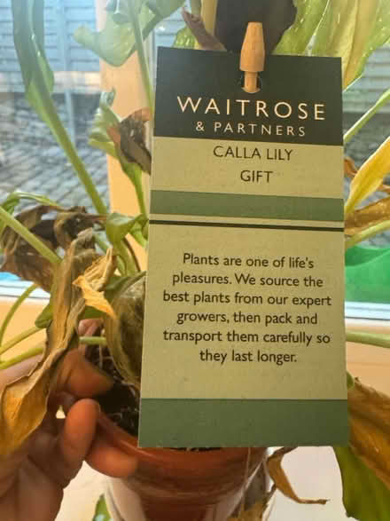 Photo of free Indoor plant (Crosspool) #2