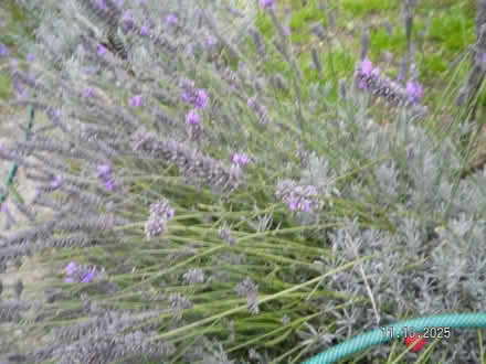 Photo of free lavendar (New Costessey NR5) #1