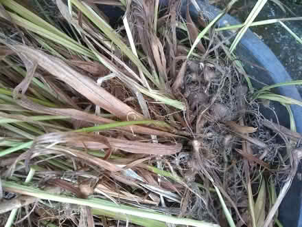 Photo of free lots of montbretia corms/bulbs (Sonning Common RG4) #1