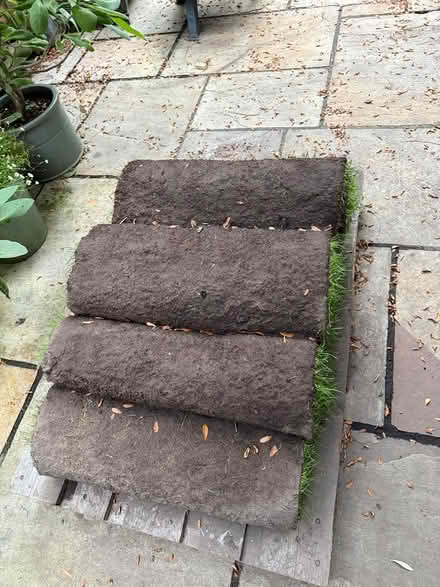 Photo of free 7 rolls lawn turf (Clapham) #3