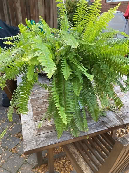 Photo of free Boston Fern (Hunt Club/Airport Parkway) #1