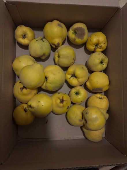 Photo of free Quince (OX3 Headington) #1