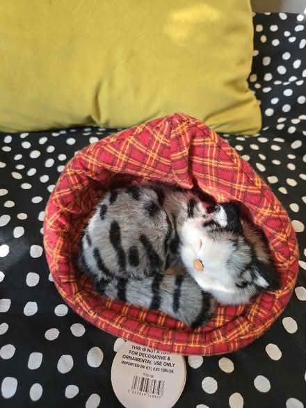 Photo of free Sleeping cat with sound (E8) #1