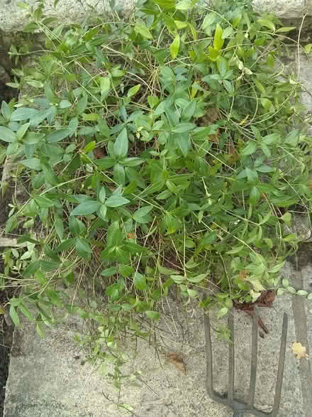 Photo of free Periwinkle - vinca minor (Sonning Common RG4) #1