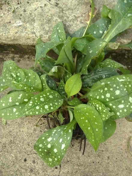 Photo of free Pulmonaria (Sonning Common RG4) #1
