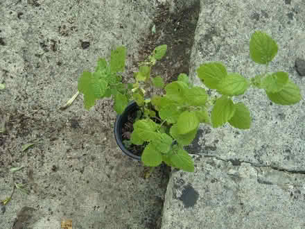 Photo of free small lemon balm - beware it spreads - but does smell good! (Sonning Common RG4) #1