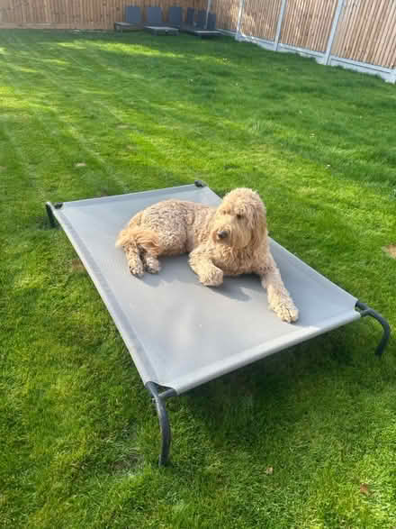 Photo of free Large dog bed (SG5 3) #1