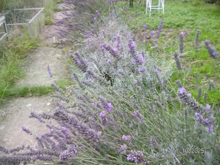 Photo of free lavendar (New Costessey NR5) #2