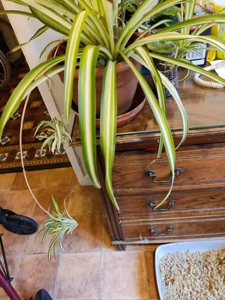 Photo of free strong baby spider plants (Central Rugby CV21 3BA) #1