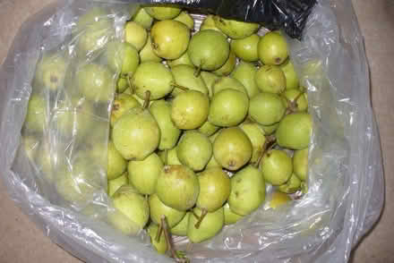 Photo of free Huge bag of very small pears. (Far Bletchley MK3) #1