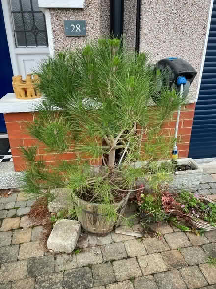 Photo of free Small pine type tree (Hest Bank LA2) #1