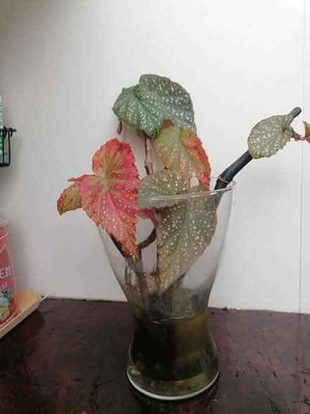 Photo of free Angelwing begonias (Booterstown) #2