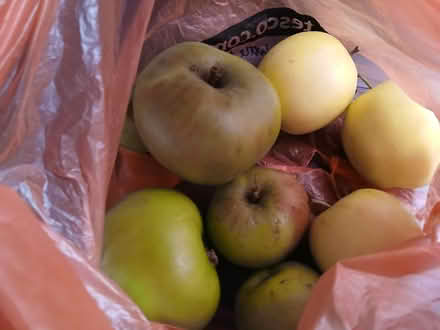Photo of free Small amount of cooking/apples (Parkhead EH11) #1