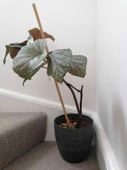 Photo of free Angelwing begonias (Booterstown) #1