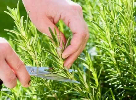 Photo of free Lots of rosemary cuttings (Ifton Heath SY11) #1