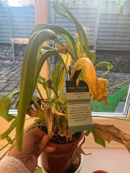 Photo of free Indoor plant (Crosspool) #1