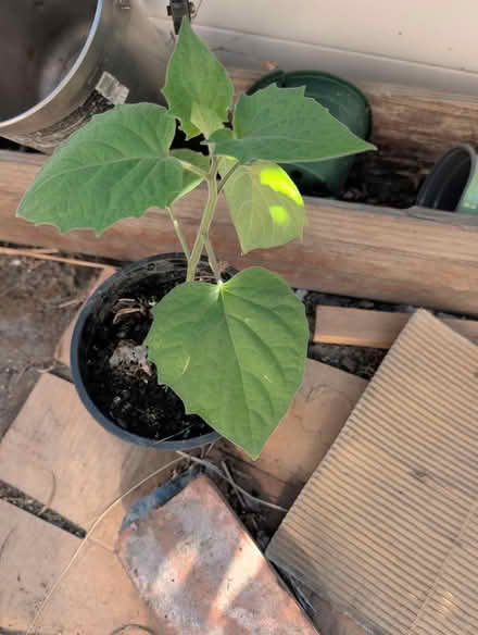 Photo of free Tomatillo and succulents (downtown sunnyvale) #1