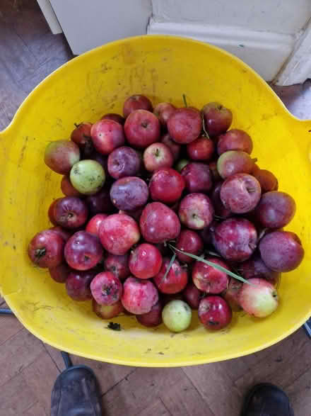 Photo of free Buckets of sweet apples (Worcester WR2) #1