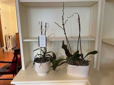 Photo of free Orchids - White (D St. and 6th St. NE) #1