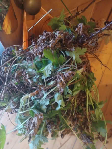 Photo of free Geraniums (Calton EH7) #1