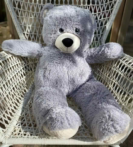 Photo of free Huge Grey Teddy (Weston) #1