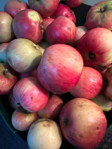 Photo of free Apples - good for cooking! (Lexden CO3) #1