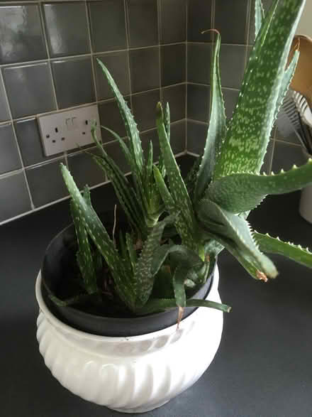 Photo of free Aloe Vera plants (Cattawade CO11) #1