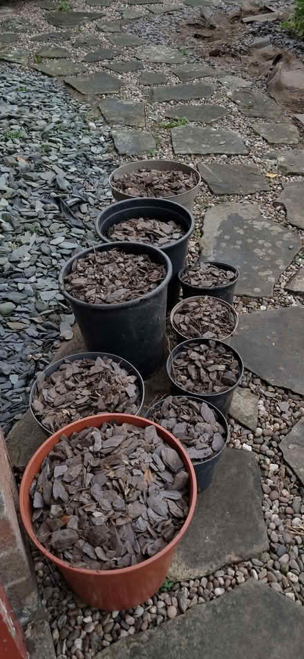 Photo of free Plum slate (Allestree DE22) #3