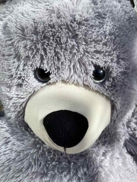 Photo of free Huge Grey Teddy (Weston) #2